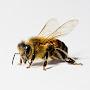 @BEE_buzzie