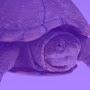 @PurpleTurtle-t4q