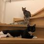 @Daily_life_of_fourcats