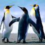 @mohamadsajjadi1124