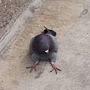 @pigeon3398