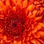 @shivnandan1597
