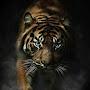 @leonardogutierrez7824