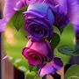 @ShahloFayziyeva75