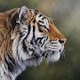 @lakshyarajsingh843