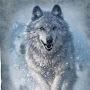 @proguardpets389