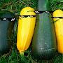 @VictorZucchini
