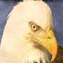 @condor1584