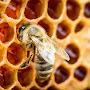@HoneyBee1570FR