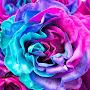 @user-wx9vi8ue3r