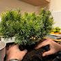 @zein_bonsai