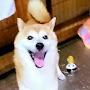 @柴犬リクちゃん