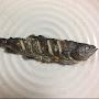 @魚に塩を振り焼く