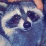 @RaccoonNation