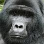 @Gorilladome4664