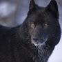 @BlackWolf6420