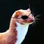 @gingerweasel2