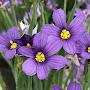 @LavenderBlooms1953