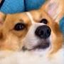 @Corgi_fax
