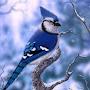 @birdscheering1148
