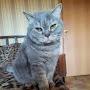 @КОТИК-ш2ф