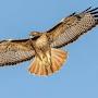@tweetythered-tailedhawk4591