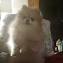 @sashithewonderpom6277