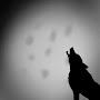 @1-Moon-On-Paws-1
