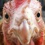 @Chickendude-n5q
