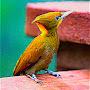 @caramelwoodpecker460