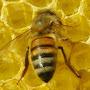 @bee-u-tifuladventures4771