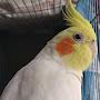 @honeythetiel