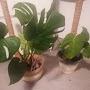 @plantsathome287