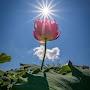 @BharatLoveसामरिकयुद्धम्