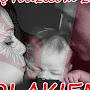 @kazikwielki6938