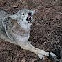 @garywhisenhunt