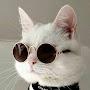 @catwhisperer2358