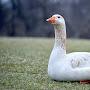 @footlongoose7575