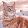 @WarriorCat5