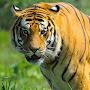 @ramanvishwanath268