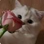 @Laayzzz-00