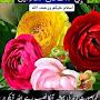 @saimaparveen..