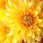 @endometriosis-learning