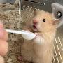 @이상한나라에서온냥이