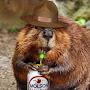 @swamp_beaver
