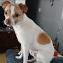 @RockyTheDog1717