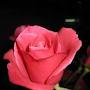 @khotigieh2281