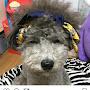 @poodlesilver8551