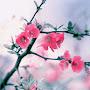 @sharanayyahiremath9478