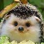 @JustaSmilingHedgehog